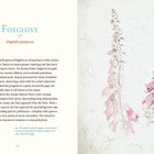 "Foxglove Digitalis purpurea" steht oben. Links Text über Fingerhüte, rechts eine Zeichnung von rosa Fingerhutblüten.