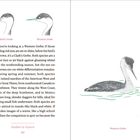 Links: "Clark's Grebe", "Western Grebe". Unten rechts: "Western Grebe". Unten Mitte: "Studies in Nature", "60". Illustration von zwei Vogelarten.
