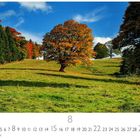 "CASARES EDITION, 1 bis 31, 8." Einzelner Baum mit Herbstlaub auf einer Wiese, umgeben von buntem Wald unter blauem Himmel.