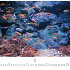 Text: "Fischschwarm", "8", "CASARES EDITION". Ein Schwarm bunter Fische schwimmt vor einer felsigen Unterwasserlandschaft.