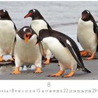 Kalenderseite für August, fünf Pinguine am Strand, beiger Sand und Meer im Hintergrund.