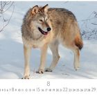 Kalenderseite mit dem Monat August und Bild eines Wolfes im Schnee.