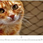 Kalendertage, Zahlen: 1 bis 31, große 8. Eine rot-weiße Katze schaut nach links, Hintergrund mit Gittermuster.