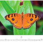 Ein Kalenderblatt zeigt im unteren Bereich die Zahlen 1 bis 31. Oben ist ein orangefarbener Schmetterling auf einem grünen Blatt.