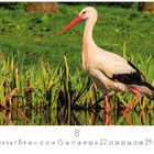 Text: "8" und Zahlen von 1 bis 31. Ein Storch steht im Wasser, umgeben von hohen Gräsern.