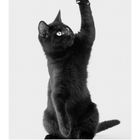 Kalender mit August-Daten, darunter eine schwarze Katze, die spielerisch eine Pfote hebt.