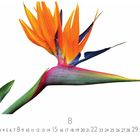 Unter einer großen, bunten Strelitzie sind die Zahlen 1 bis 31 und in der Mitte die Zahl 8 zu sehen.