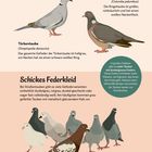 "Zum Verwechseln ähnlich" und "Schickes Federkleid". Illustrationen von zwei Taubenarten und mehreren Straßentauben.