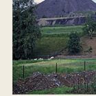 Annaberg-Buchholz Landschaft mit grünem Feld, Bäumen und einem großen Hügel im Hintergrund. Schafe grasen.