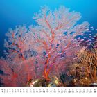 Kalenderseite mit August unten: numerierte Tage 1-31. Rotes Korallenriff und Fischschwarm darunter.