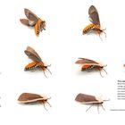"Noctuoidea Erebidae Arctiinae" in hellem Text oben links und rechts. Neun Motten mit orange-schwarzem Abdomen und grauen Flügeln.