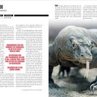 BISSWUNDE, KOMODO, INDONESIEN. Ein Komodowaran in Nahaufnahme zeigt seine strukturierte Haut und gespaltene Zunge.