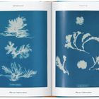 "British Algae" oben. Cyanotypien mit filigranen Algenmustern. Links: Plate 329, Conferva refracta. Rechts: Plate 331, Conferva lanosa.