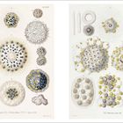 Illustration zeigt komplexe, runde Mikroorganismen, teils mit stacheligen Strukturen. Oben stehen "Taf. XXXIV" und "Taf. XXXV".