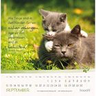 Zitat: "Alle Dinge sind in den Händen Gottes sicher geborgen..." Zwei Katzen im Gras. Kalender für September.