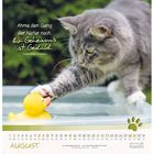Zitat: "Ahme den Gang der Natur nach. Ihr Geheimnis ist Geduld." Katze spielt mit quietschender gelber Ente im Wasser.
