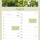 August-Kalender mit Tipps: Walnussbaum Pflege, ideal warm und sonnig. Bild zeigt grüne Walnüsse am Baum.