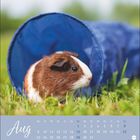 Text: „Aug“ mit Kalendertagen. Ein Meerschweinchen sitzt neben einem blauen Tunnel auf einer Wiese.