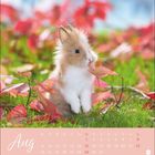 Text: "Aug", Monatsübersicht. Ein flauschiges Kaninchen zwischen grünem Gras und roten Blättern.