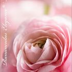 "Ranunkel ‘Elegance’ Rosa" steht senkrecht, Kalender zeigt August 2022. Weiche rosa Blume, Nahaufnahme.