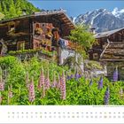 August. Blühende Lupinen vor einem alpinen Haus, im Hintergrund schneebedeckte Berge unter blauem Himmel.