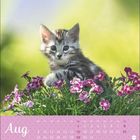 Text: "Aug". Ein grau gestreiftes Kätzchen sitzt in rosa Blumen, vor unscharfem, grünem Hintergrund. Darunter ein Kalendarium.