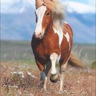 Text: "August" und Datumsreihe. Ein Pferd mit weiß-brauner Mähne galoppiert auf einer Wiese, Berge im Hintergrund.