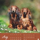 Text: "Aug". Darunter ein Kalender vom August mit zwei langhaarigen Dackeln im Freien auf einer Wiese mit Gänseblümchen.