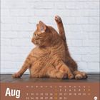 Kalenderblatt für August mit orangefarbener Katze in Putzstellung vor weißer Backsteinwand.