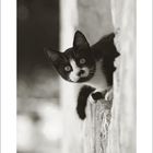 Unten steht "08". Ein schwarz-weißer Kater schaut neugierig von einer Steinmauer hervor.