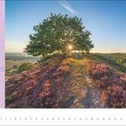 Dänischer Naturpfad Trækstien, Strecke: 74 km, Start: Silkeborg, Ziel: Randers. Landschaft mit Baum und Heideblüten.