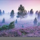 "08 | AUGUST" steht unten vor einem lila-blauen Himmel, unter dem Bäume in einem nebligen, moosigen Feld stehen.