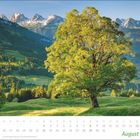 August-Kalenderblatt mit einem großen, sonnendurchfluteten Baum im Vordergrund und schneebedeckten Bergen im Hintergrund.
