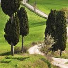 Kalenderseite: August 2021. Ein gewundener Weg führt durch grüne Hügel, gesäumt von Zypressen.