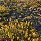 Kalenderseite für August 2022, mit gelben Blumen in einer kargen Landschaft, im Hintergrund schneebedeckte Berge.