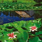 Kalenderseite mit August 2027, darunter ein Teich voller Seerosen, eine Wiese und eine alte Holzhütte im Hintergrund.