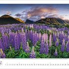 Text unten: "8 August". Fliederfarbene Lupinen vor einer Berglandschaft in der Abenddämmerung.