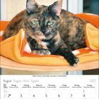 Kalenderseite für August 2027. Eine dreifarbige Katze liegt auf einer orangefarbenen Decke.