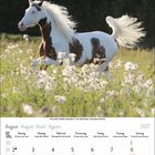 August 2027 Kalender mit Feiertagen, darunter Maria Himmelfahrt. Ein geschecktes Pferd galoppiert über eine blühende Wiese.