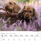 August 2027 Kalender mit zwei Welpen in einem Korb, umgeben von lila Blumen.