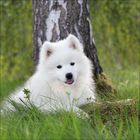 Ein flauschiger, weißer Hund liegt im Gras vor einem Baum. Der Hund schaut freundlich und hat die Zunge leicht herausgestreckt.