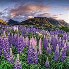 Blühende lila Lupinen vor einer Berglandschaft mit wolkigem Himmel in der Abenddämmerung.