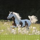 Kalender für August 2027. Ein geschecktes Pferd galoppiert durch eine blühende Wiese bei Sonnenlicht.