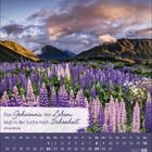 „Das Geheimnis des Lebens liegt in der Suche nach Schönheit.“ – Oscar Wilde. Kalender August 2027. Lupinenfeld vor Bergen.