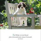 Ein Welpe ist ein Hund plus Lebensfreude minus Vernunft. Ein flauschiger Welpe steht auf einer Holzbank im Garten.