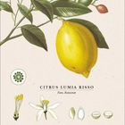 Text: "CITRUS LUMIA RISSO, Fam. Rutaceae". Eine botanische Illustration von Zitronen an einem Zweig, mit Blättern und Blüten.