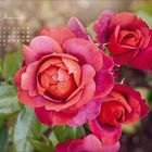 Kalender für August. Rote Rosenblüten in voller Blüte mit grünem Laub im Hintergrund.