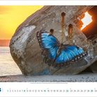 Illustration eines blauen Schmetterlings auf Beton, mit Sonnenuntergang im Hintergrund. Darunter ein Monatskalender August.