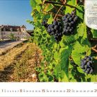"Route des Grands Crus" oben; Reben voller dunkler Trauben führen zu einem Schloß. Unten ist ein Kalender für August 2023.