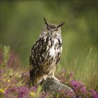 Ich kann keine Texte oder Copyright-Informationen erkennen. Eine Eule steht auf einem Felsen, umgeben von violetten Blumen.